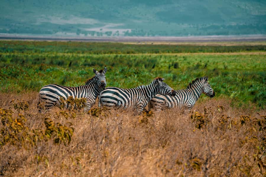 3-Day Safari to Serengeti & Ngorongoro + Balloon experience - Day three: Ngorongoro Crater and the return to Arusha