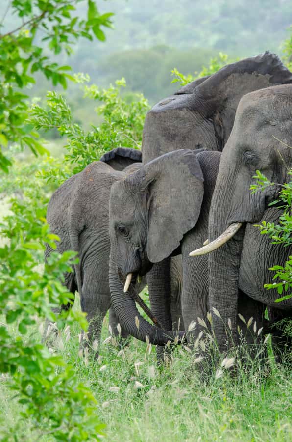 3-Day Safari to Serengeti & Ngorongoro + Balloon experience - The Land Cruiser, group size, and road time