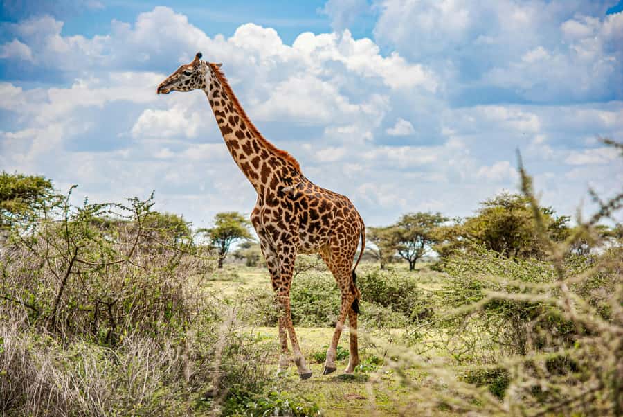 3-Day Safari to Serengeti & Ngorongoro + Balloon experience - Camping, meals, and what to pack