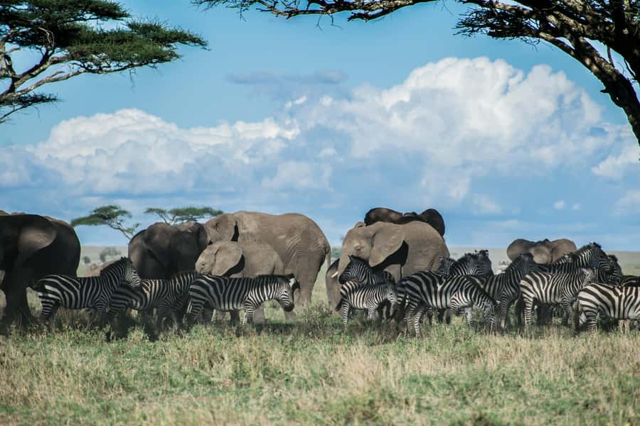 3-Day Safari to Serengeti & Ngorongoro + Balloon experience - Who will enjoy this safari most