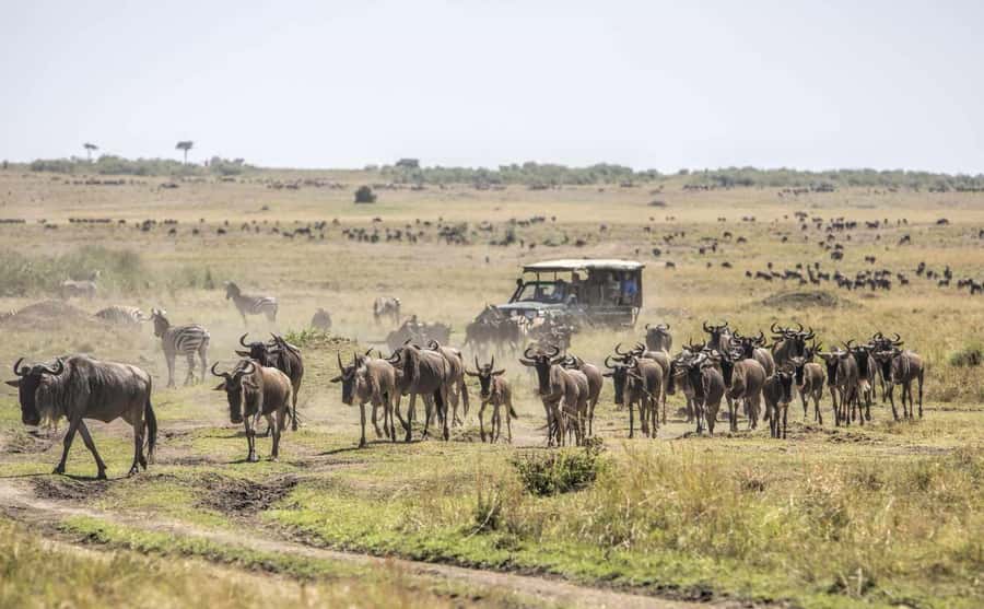 3Days Masai Mara Safari with Hot Air Balloon Ride Experience - An evening game drive among the Mara animals