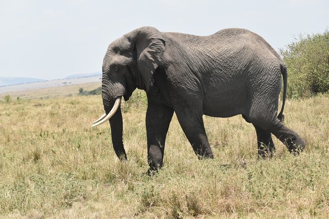 7 Day Private Jeep Safari, 5 star lodges with Balloon Ride Kenya - Day 6: A full Amboseli wildlife day