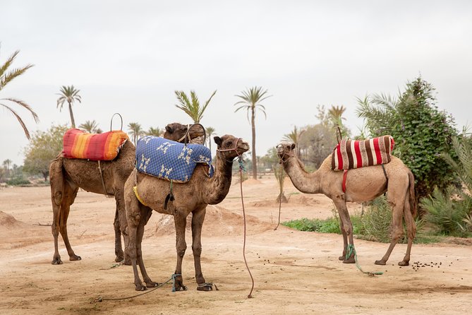 Atlas Mountains Hot Air Balloon Ride from Marrakech with Berber Breakfast and Desert Camel Experience - Landing, breakfast, and the Berber setting