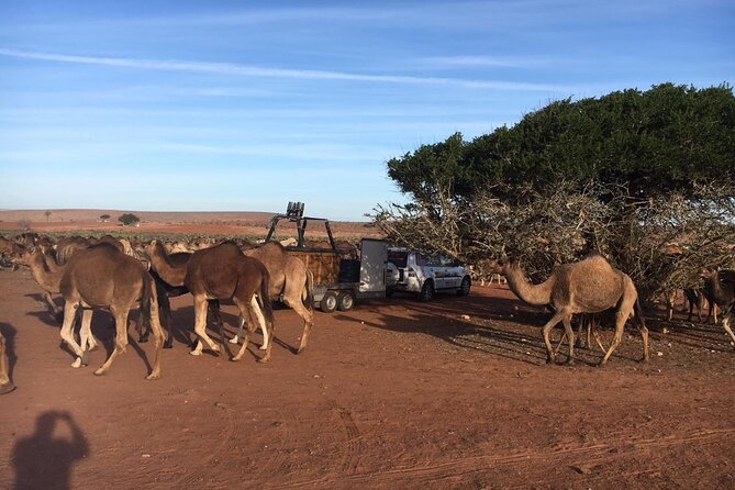 Balloon Flight with Berber Breakfast - Key Points Before You Book