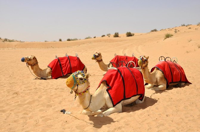 Deluxe Hot Air Balloon Ride with Breakfast & Flight Falcon Show - A 4:00 a.m. Start for a Quiet Desert Morning