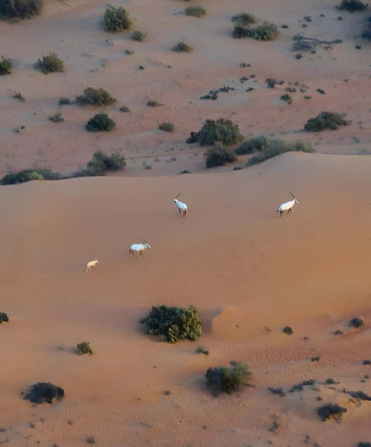 Dubai: Hot Air Balloon, Camel Ride, Desert Safari & More - Breakfast at the Bedouin-style camp