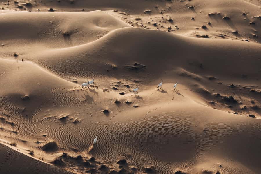 Dubai: Hot Air Balloon Ride with Camel Ride & Falcon Show - What to wear and what to leave behind