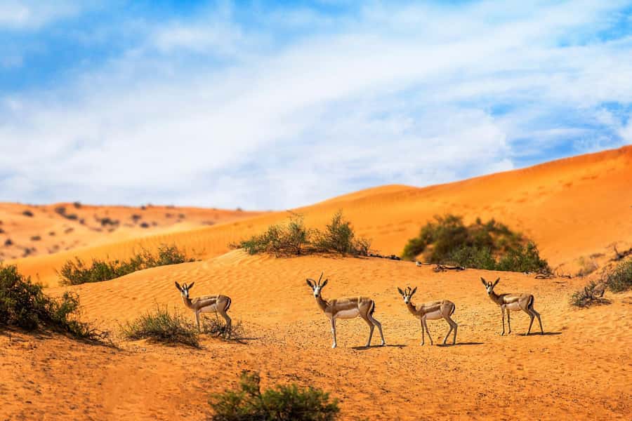 Dubai: Hot Air Balloon with Camel, ATV, & Horse Ride Options - FAQ
