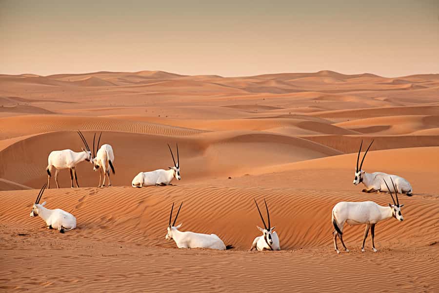 Dubai: Sunrise Hot Air Balloon Tour with E-Certificate - Is $272 a Fair Price?