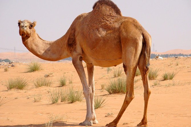 Hot Air Balloon Premium ,Camel Horse Ride,Dune Bashing ,Quad Bike - Fifteen To Twenty Minutes Of Dune Bashing