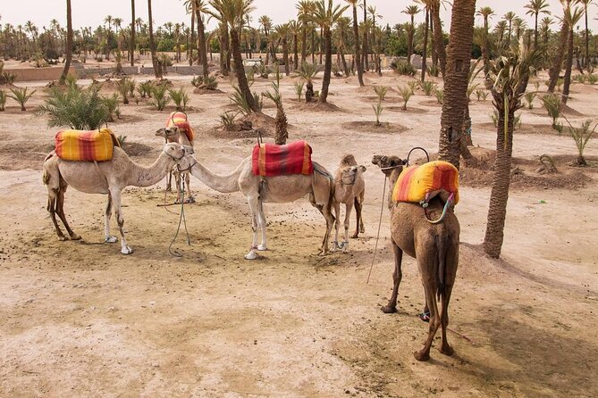 Morning Flight Over Marrakech with Hot Air Balloon Flight - Key things to know before you book