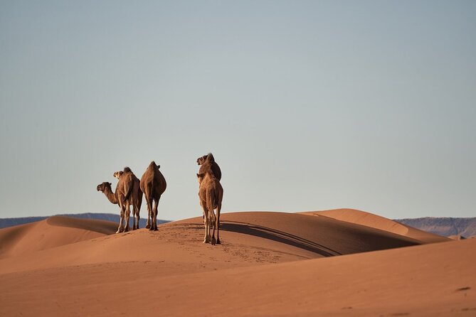 Morocco 8-Night Tour: Chefchaouen, Desert & Hot Air Balloon - The quick take: who this Morocco tour suits best