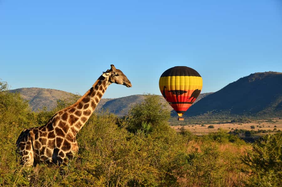 Pilanesberg National Park/Sun City Hot Air Balloon Safari - One quiet hour over Pilanesberg