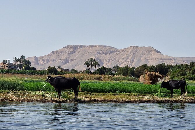 Private Luxor Overnight Tour with Hot Air Balloon from Hurghada - The Valley of the Kings: the day’s strongest history stop