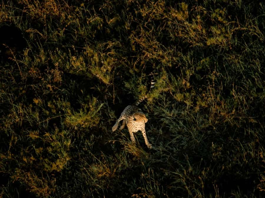 Serengeti: Hot Air Balloon Flight with Champagne Breakfast - Landing on the Plains and Raising a Glass